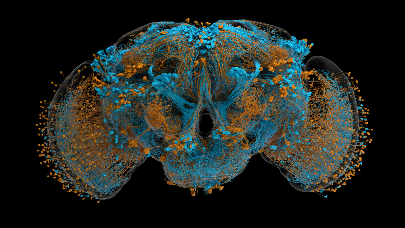 A small subset of the cells in the male fly brain. Blue neurons are male-specific; orange neurons are sexually dimorphic.